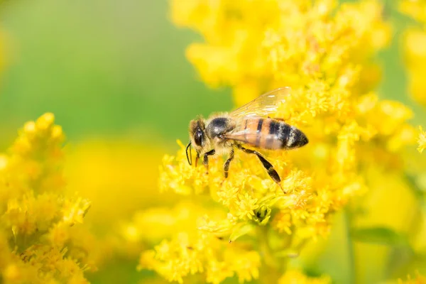 Abeja Miel Recogiendo Polen Las Flores Varilla Oro Amarillo — Foto de Stock