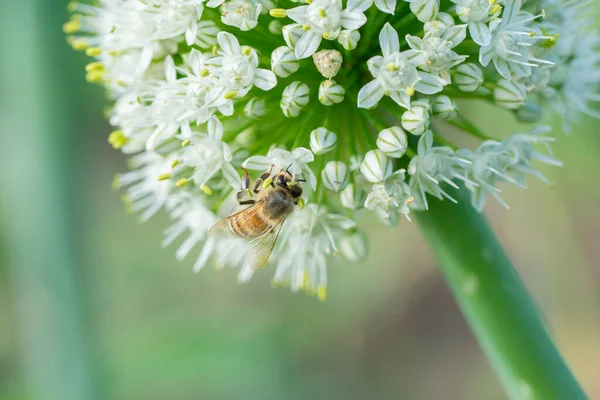 Honigbiene Auf Weißer Zwiebelblume Garten — Stockfoto