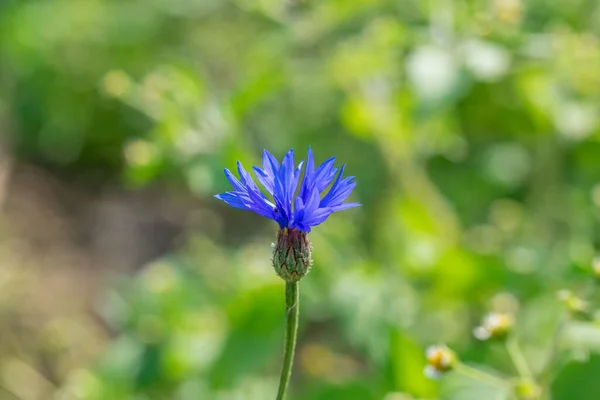 Einzelne Blaue Kornblume Centaurea Cyanus Vor Grünem Hintergrund — Stockfoto