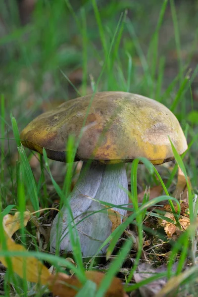 Cogumelo Boleto Com Caule Branco Grama Verde — Fotografia de Stock