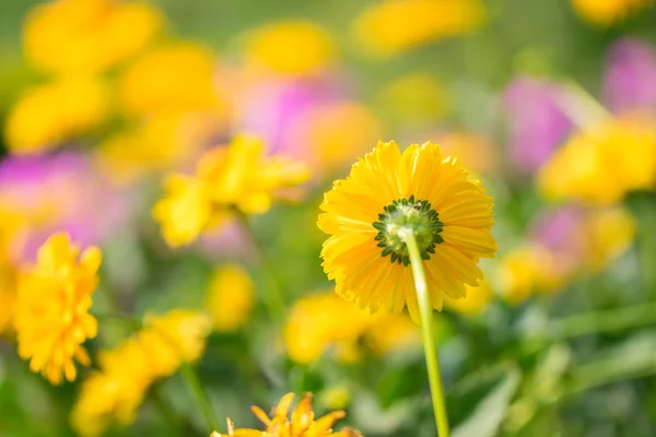 在一个黄色的芙蓉花园的后面 开着绿色的艳丽的背景 — 图库照片