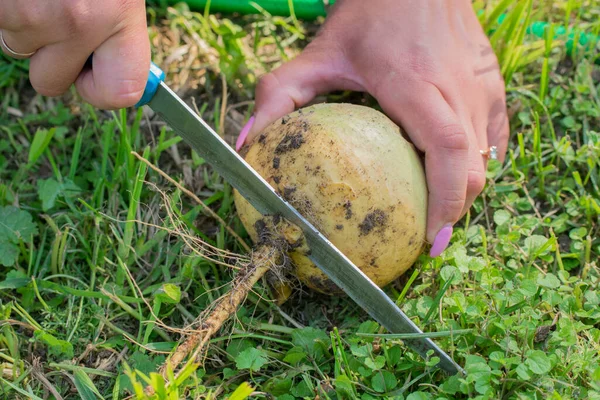Human Hands Cutting White Freshly Harvested Turnip Root Knife Garden — Stock Photo, Image
