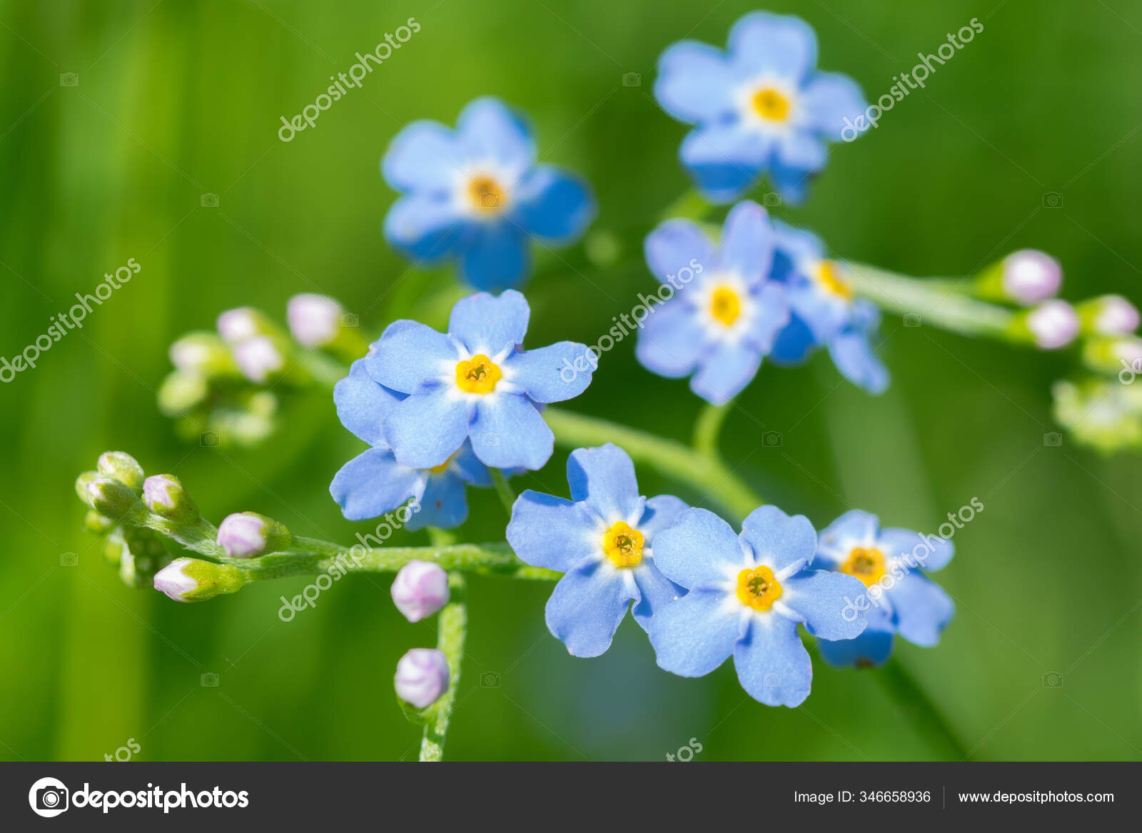 Blue True Forget Myosotis Scorpioides Green Background Stock Photo By C Skaldis