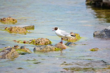 Siyah başlı martı (Chroicocephalus ridibundus) açık gagalı bir kayanın üzerinde duruyordu.