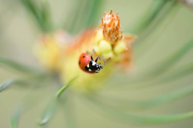 Kırmızı uğur böceği (Coccinellidae) çam ağacı makrosu üzerinde oturuyor