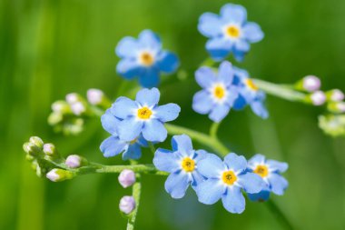 Mavi Gerçek Unutma Beni (Myosotis scorpioides) yeşil arkaplan