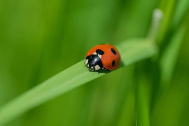 Uğur böceği (Coccinellidae) yeşil çimenlerin üzerinde
