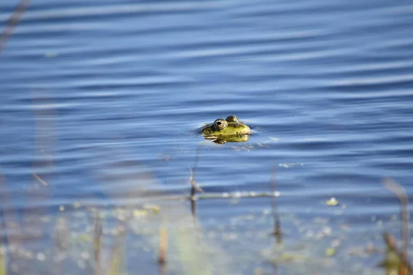 Gemeiner Frosch Rana Temporaria Wasser Ohne Kopf — Stockfoto