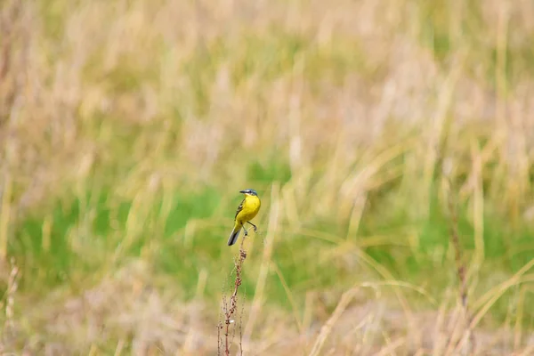 Queue Aigle Jaune Motacilla Flava Debout Sur Fond Prairie Branches — Photo