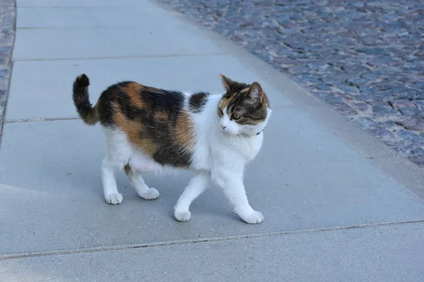 Tri Chat Errant Couleur Marchant Sur Trottoir Regardant Arrière — Photo