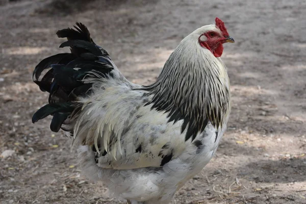 Красивый Взрослый Цыпленок Черным Хвостом — стоковое фото