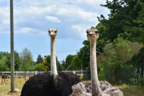 Pair Male Female Ostriches Farm Outdoors — Stock Photo, Image