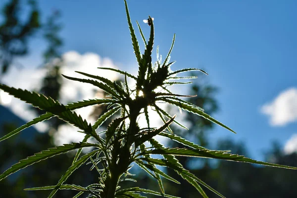 Planta Cannabis Luz Sol Silhueta Maconha Livre — Fotografia de Stock