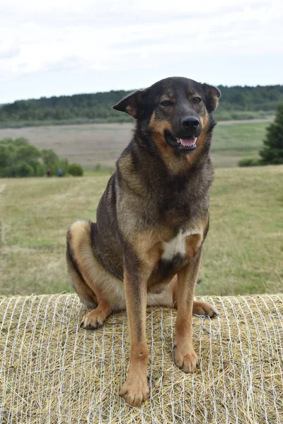 German Shepherd Dog Sitting Hay Roll — Stock Photo, Image