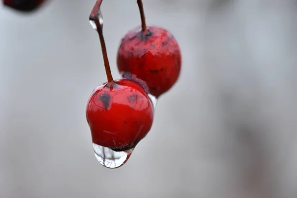 赤いサンザシ Crategus Biglicua の果実に雨滴 — ストック写真