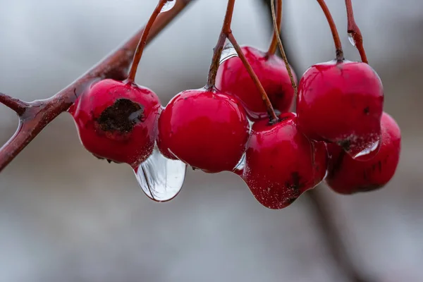 赤いサンザシ Crategus Biglicua の果実に雨滴 — ストック写真