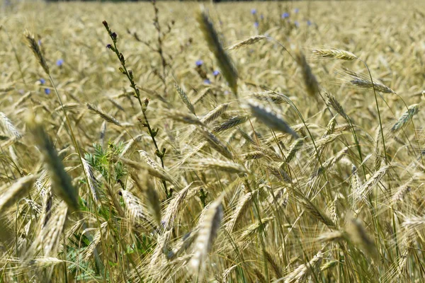 Goldenes Gerstenweizenfeld Sommer — Stockfoto