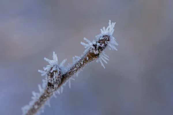 Frosty Spring Bud Covered Frost — Stock Photo, Image