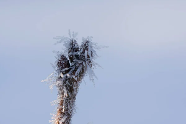 Buzlu Bahar Tomurcuğu Karla Kaplı — Stok fotoğraf
