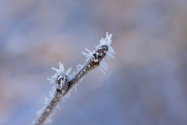 Frosty Våren Knopp Täckt Med Frost — Stockfoto