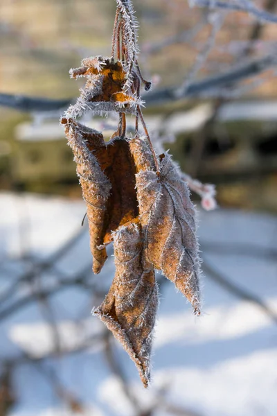 Foglie Secche Colore Marrone Ricoperte Gelo Inverno Appese All Albero — Foto Stock