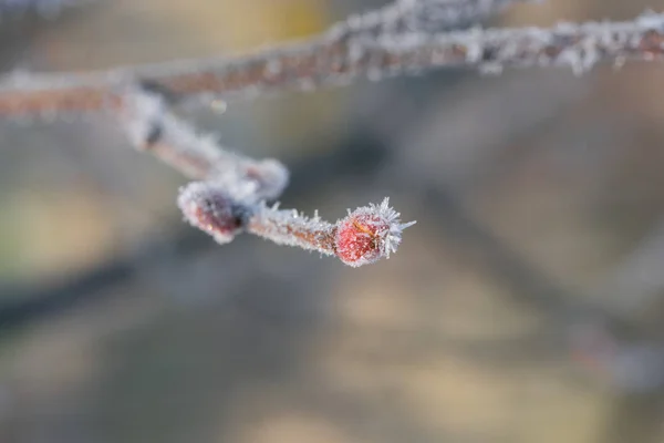 Frosty Tavaszi Bimbó Borított Fagy — Stock Fotó