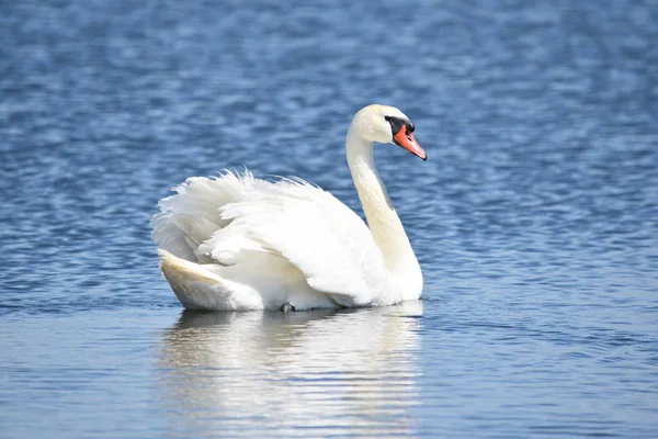 Schöner Weißer Höckerschwan Cygnus Olor Schwimmt Blauen Wasser — Stockfoto