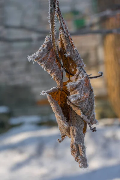 Droge Bruine Bladeren Bedekt Met Vorst Winter Opknoping Van Boom — Stockfoto