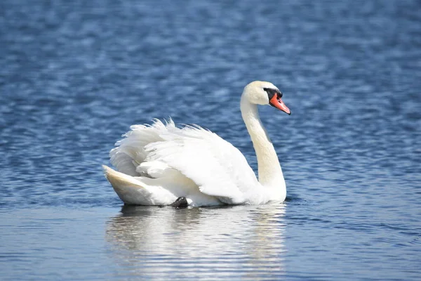 Bellissimo Cigno Bianco Muto Cygnus Olor Che Nuota Acqua Blu — Foto Stock