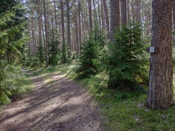 Yol Boyunca Çam Ağacı Ormanı Yürüyüş Yolu Işareti — Stok fotoğraf
