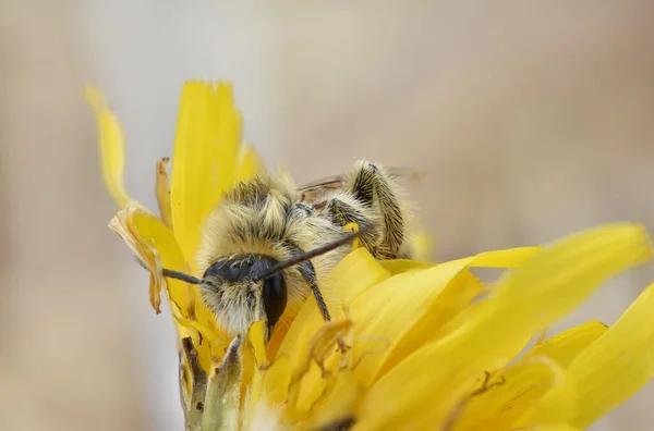 Macro Honey Bee Resting Yellow Flower — Stock Photo, Image