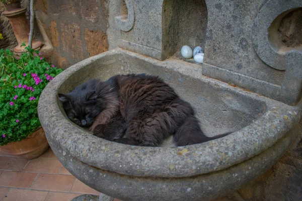 Gato Negro Desordenado Durmiendo Lavabo —  Fotos de Stock