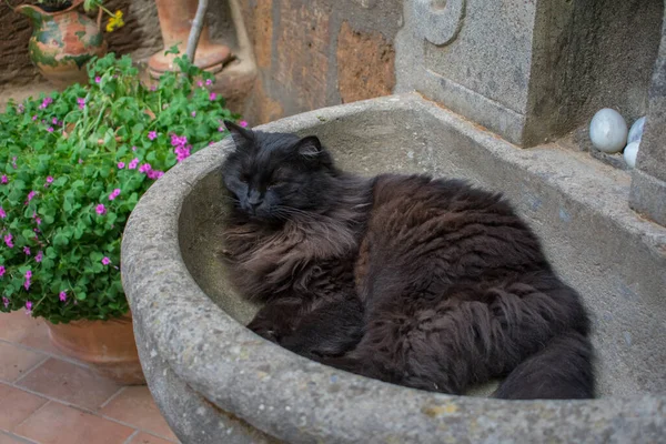 Gato Negro Desordenado Durmiendo Lavabo — Foto de Stock