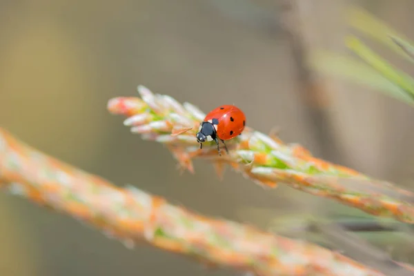 松の木のマクロに座っている赤いテントウムシ Cocinelldae — ストック写真