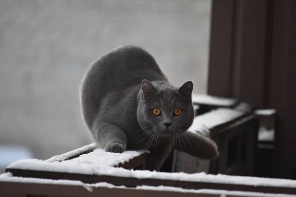 Surprised grey cat with big eyes sitting on a balcony ledge in winter