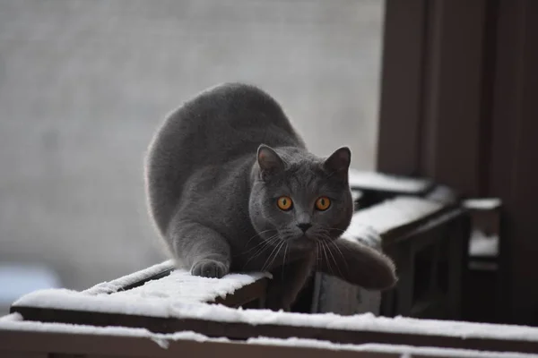 Şaşkın gri gözlü kedi kışın bir balkonda oturuyor.