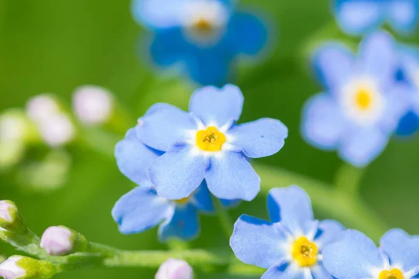 蓝色真正的遗忘 Myosotis Scorpioides 绿色背景 — 图库照片