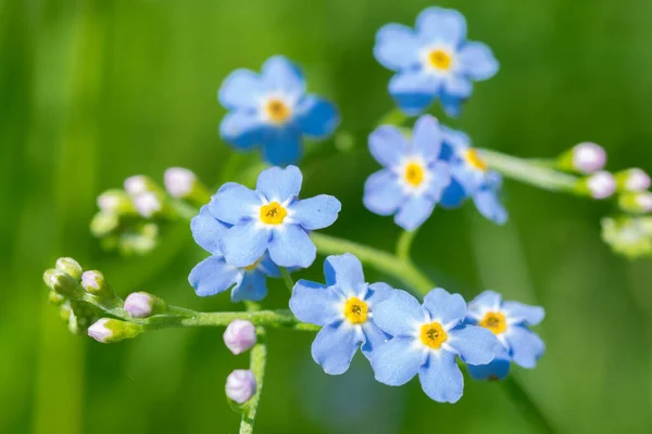 蓝色真正的遗忘 Myosotis Scorpioides 绿色背景 — 图库照片