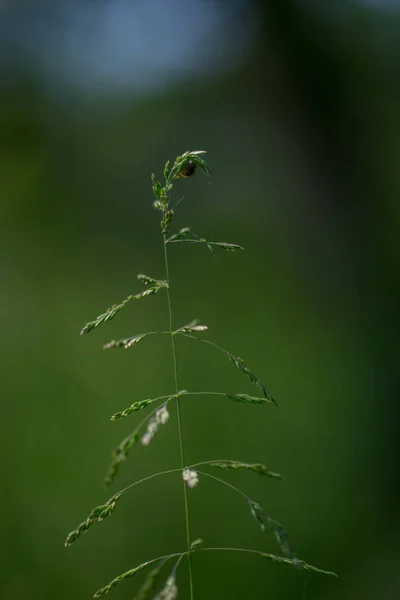 Redtop Simple Agrostis Gigantea Fondo Verde — Foto de Stock