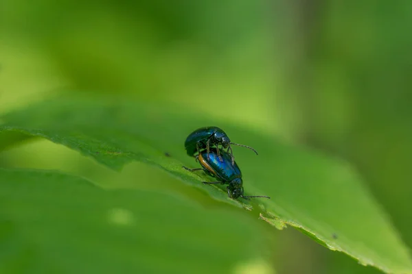 緑色の葉に2枚のアルダーの葉甲虫 Agelastica Alni が交尾 — ストック写真