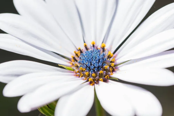 Blue Disc African Daisy White Petals — Stock Photo, Image