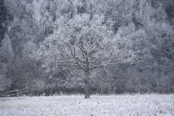 冬田里的白雪公主橡木 — 图库照片