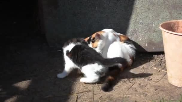 Jonge schattige zwart-wit kitten bijten en spelen met moeder. Achtergrond van de boerderij. — Stockvideo