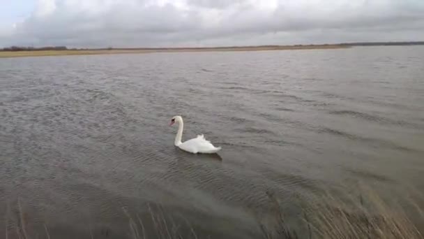 Krásná bílá němá labuť (Cygnus olor) plavající ve vodě — Stock video