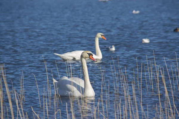 Beautiful White Mute Swan Cygnus Olor Swimming Blue Water Another — Stock Photo, Image