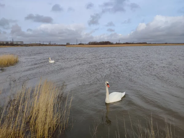 Cisne Mudo Blanco Cygnus Olor Nadando Agua Oscura Otros Cisnes — Foto de Stock