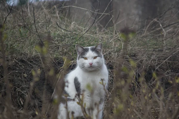 Hermoso Gato Gris Blanco Doméstico Sentado Suelo Hierba Seca Mirando —  Fotos de Stock