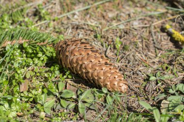 Yerde tek kahverengi ladin kozalağı konisi