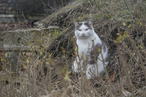 Hermoso Gato Gris Blanco Doméstico Sentado Suelo Hierba Seca Mirando — Foto de Stock