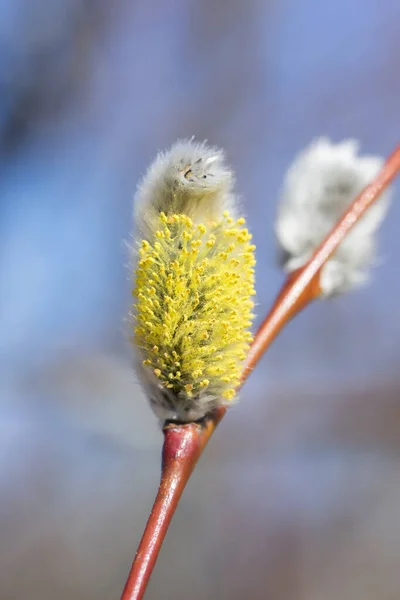 Close Yellow Blooming Pussy Willow Spring Time — ストック写真